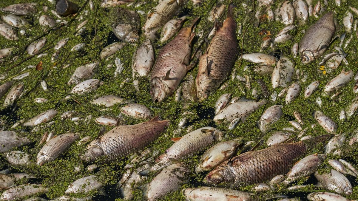 Obraz němé tragédie: V Dyji se udusily tuny ryb